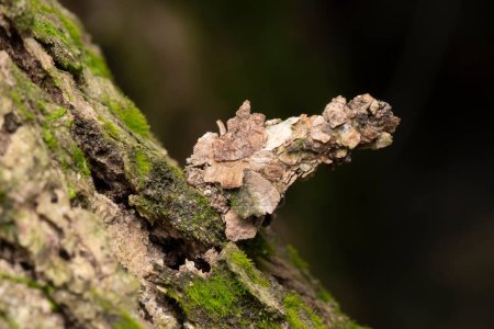 The bagworm moth in its camouflaged case, blending with the tree bark in Singapore.