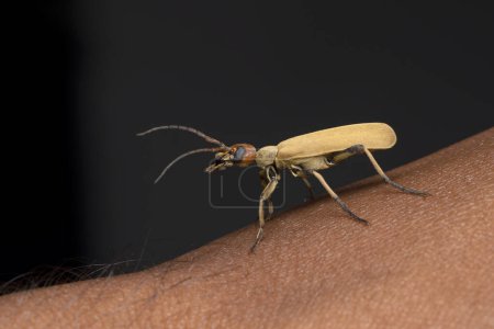 Epicauta indicus, un escarabajo ampolla, cuidadosamente colocado en una mano humana.
