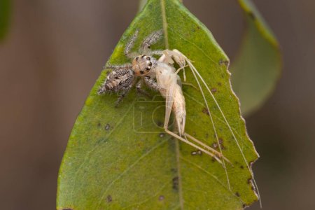 Ein Hyllus semicupreus, gemeinhin als springende Spinne bekannt, jagt ein Insekt auf einem grünen Blatt.