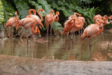 Lebendige karibische Flamingos, Phoenicopterus ruber, die sich in einem üppigen tropischen Lebensraum treffen und ihr lebhaftes Gefieder im ruhigen Wasser widerspiegeln.