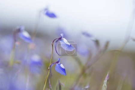 Dreamy blue Utricularia reticulata flowers sway in the gentle breeze, captured in a soft-focus photograph with a hazy, misty background.
