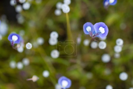 Un enfoque selectivo captura la delicada belleza de Utricularia reticulata, una planta carnívora con flores azules etéreas, en medio de un fondo suave y bokeh.