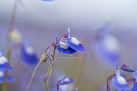 Flores silvestres azules etéreas con pétalos delicados, en un entorno natural de enfoque suave.