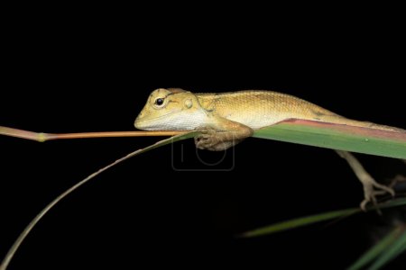A poised Oriental Garden Lizard on a green stem, isolated on a black background.