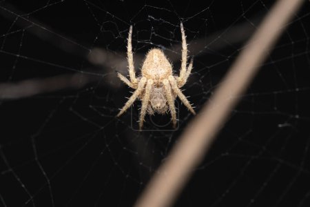 Detaillierte Nahaufnahme einer Neoscona mukherjee Spinne, die auf ihrem komplizierten Netz balanciert.