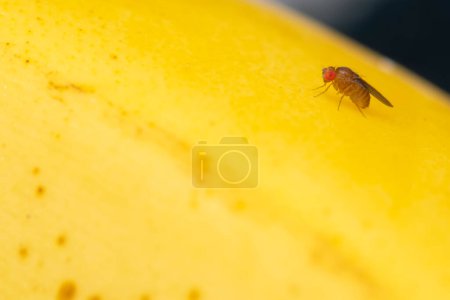 Makroaufnahme einer gewöhnlichen Fruchtfliege, Drosophila melanogaster, auf einer gelben Oberfläche.