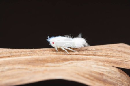 A close-up of a Nilaparvata lugens planthopper nymph on a twig in Maharashtra, India.