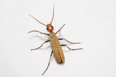 A cream-colored redhead blister beetle from the Meloidae family on a white background.