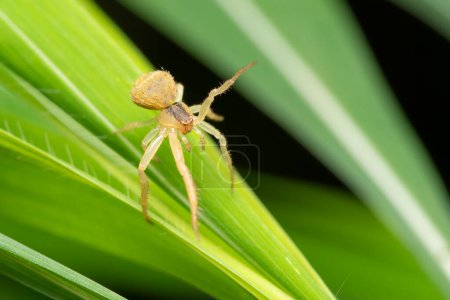 Imagen macro de una araña cangrejo, Thomisus pugilis, posada sobre una hoja verde en Pune, India.