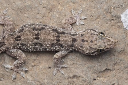 Nahaufnahme des Hemidactylus brooki Geckos auf einem Felsen in Satara, Maharashtra, Indien.