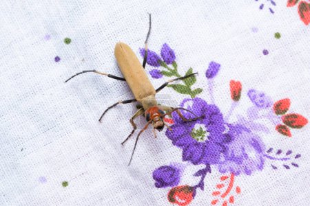 A dorsal view of the Epicauta indicus blister beetle on colorful floral fabric in Satara, Maharashtra.