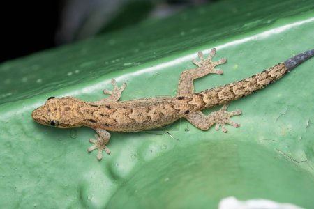 Vista dorsal de una casa mediterránea gecko sobre una hoja verde, mostrando su adaptabilidad en un entorno urbano.