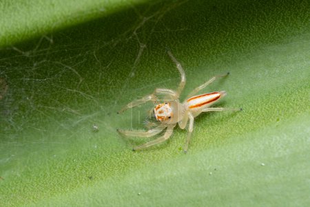 Weibliche Spinne Tealonia dimidiata springt auf einem Blatt und zeigt ihre Rückenmuster.