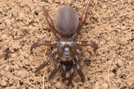 Vue détaillée d'une araignée Idiopis bombycina au sol.