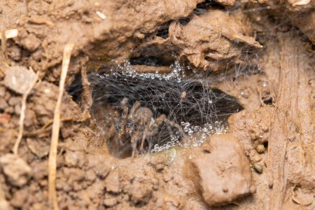 Spinnen in ihrem seidigen, mit Tautropfen geschmückten Trichternetz.