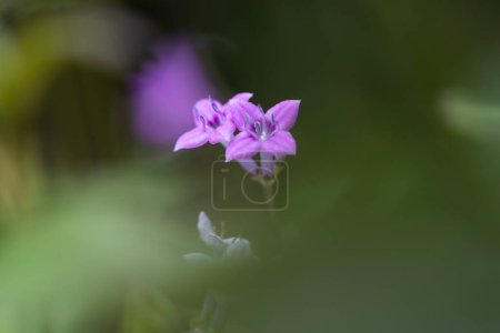 Photo for Pink flower bloom captured in a dreamy soft focus, surrounded by lush greenery - Royalty Free Image