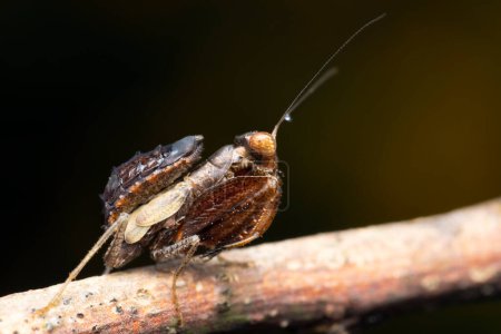 La nymphe de Hestiasula brunneriana posant avec ses membres antérieurs proéminents.