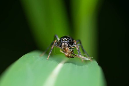 "Close-up of a Myrmarachne melanocephala spider imitating an ant, clutching its prey.
