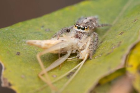 Makroaufnahme einer Hyllus semicupreus springenden Spinne mit ihrem Fang auf einem Blatt.