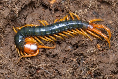 A female Scolopendra subspinipes burrowed in the earth.