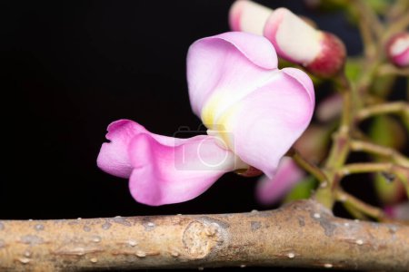 Téléchargez les photos : Macro shot d'une vibrante fleur rose de Gliricidia sepium sur fond sombre. - en image libre de droit