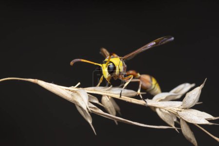 Eine Wespe aus dem Delta balancierte elegant auf ausgetrocknetem Laub.