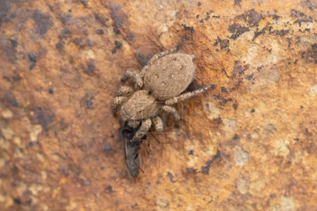 Una araña saltadora de tierra, Langona tartarica, se aferra a su presa en una superficie rugosa