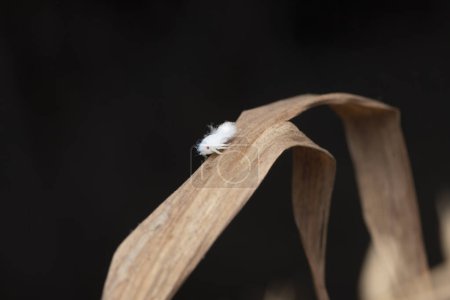 Una ninfa planthopper, Nilaparvata lugens, hábilmente se mezcla con su entorno frondoso