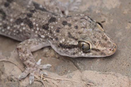 Detailed macro shot of a Hemidectylus brooki complex gecko on natural stone.