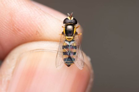 Macro view of a deceased Eristalis transversa hoverfly on a human fingertip.
