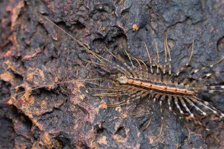 House centipede (Scutigera coleoptrata) crawls on rugged lateritic rock.