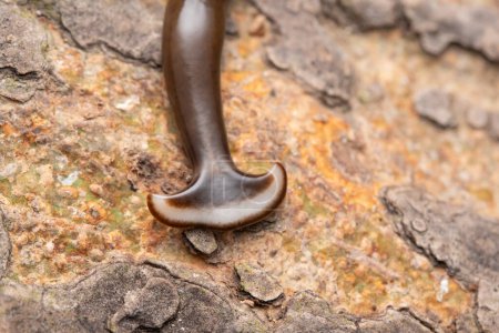 Photo for Macro shot of a Humbertium species slug on textured tree bark. - Royalty Free Image