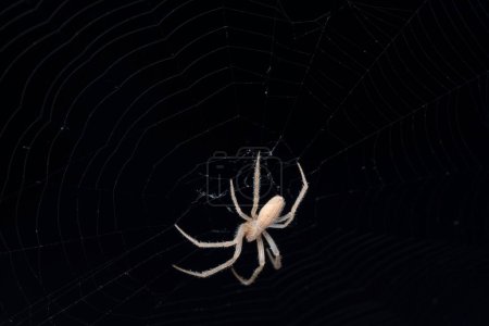 Larinia directa spider in a complex web against a dark background.