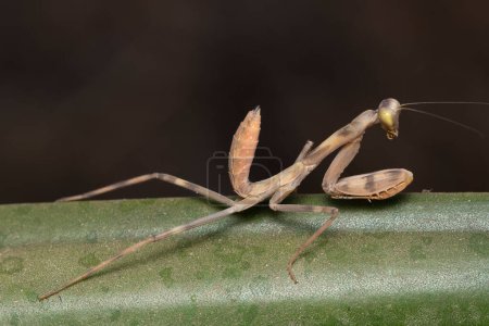 Photo for A juvenile Hierodula membranacea mantis poses on a leaf. - Royalty Free Image