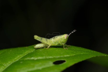 Close-up lateral view of a young Hieroglyphus banian grasshopper on a leaf.