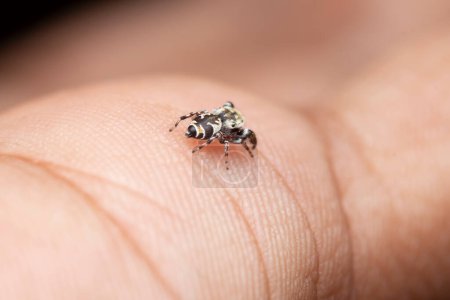 Rhene flavicomans jumping spider mimicking a wasp on a human hand.