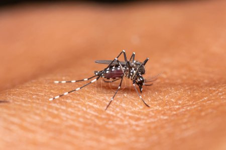Ein Anopheles-Mückenweibchen, das sich von menschlicher Haut ernährt.