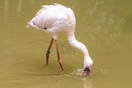 Ein Kleiner Flamingo, Phoeniconaias minor, beim Fressen im Wasser."