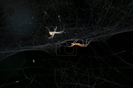Männliche Zeltnetzspinne der Familie Linyphiidae in ihrem komplizierten Netz.