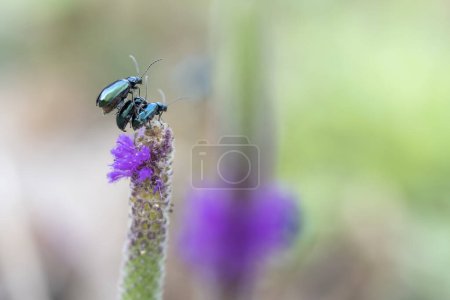 Two Altica cyanea beetles captured in the act of mating atop a purple flower.