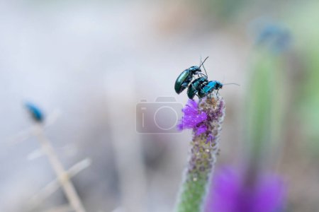 Cryolina caerulans beetles mating on natural vegetation in Bhimashankar.
