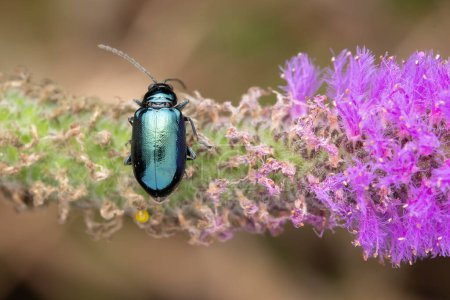 A shiny metallic mint beetle, Cryolina caerulans, on purple wildflowers.
