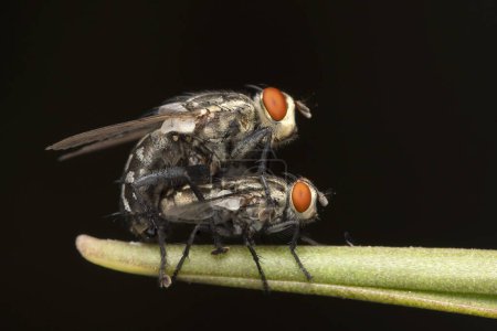 A pair of Sarcophaga bercaea flesh flies engaged in mating on a plant stem.