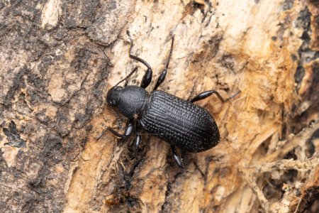 Gros plan d'un scarabée noir du tourteau, Tenebrio molitor, sur écorce d'arbre rugueuse.