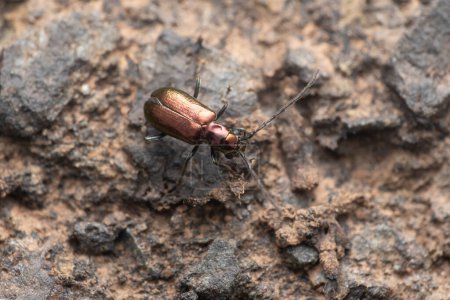 Vivid mini tiger beetle, Manticora latipennis, exploring rocky soil.