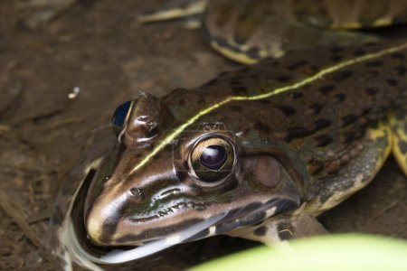 Close-up of an Indian bullfrog, Hoplobatrachus tigerinus, with mosquitoes feeding.