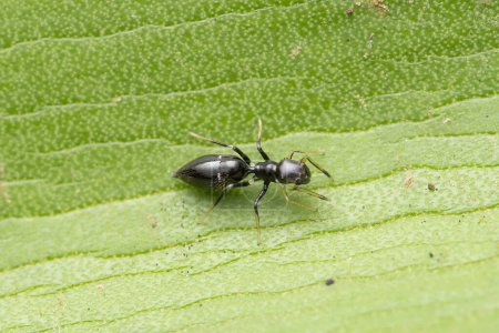 Myrmarachne melanocephala, eine Ameisenspinne, balanciert auf einem lebhaften Blatt.