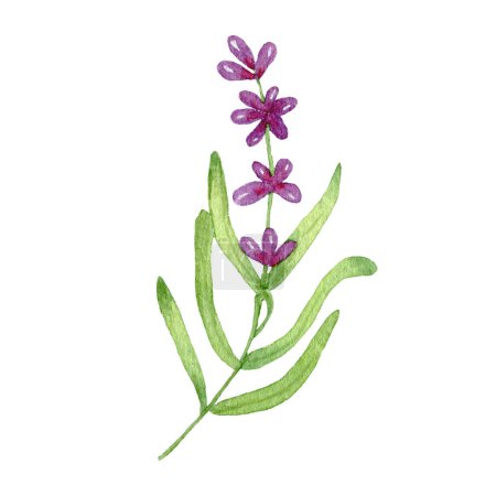 Téléchargez les photos : Lavender Flowers. Watercolor Sprigs of Lavender. The illustration is hand drawn. Flowers isolated on a white background - en image libre de droit