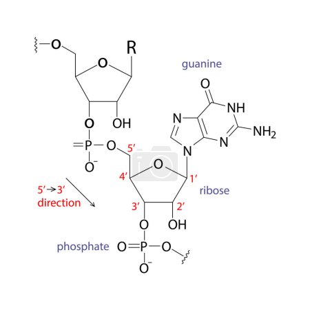 Ilustración de Fórmula química del rna sobre blanco - Imagen libre de derechos