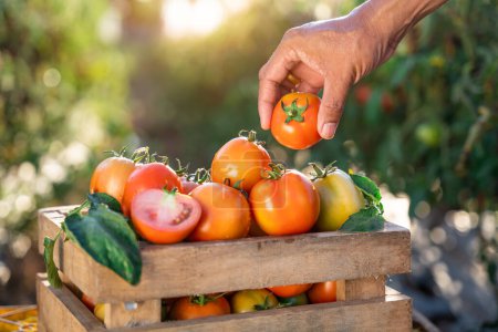 Farmer's hands are picking fresh tomatoes into wooden crates placed in a tomato farm.